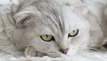 兰帕德：韦尔纳仍在适应位置 弟媳能破防更能固防